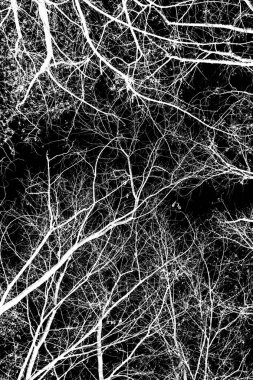 ağaç dalları siluet siyah arka plan üzerine beyaz