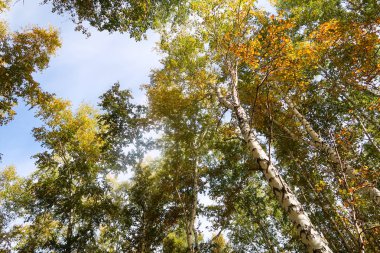huş ağacı orman manzaralı gökyüzüne Sonbahar Doğa