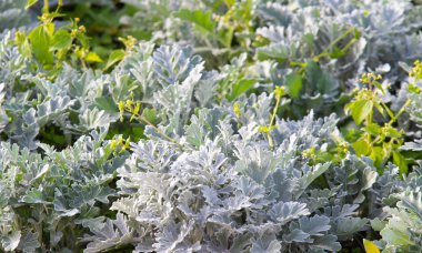 süs havuç bitkisinin görünümü kapatın