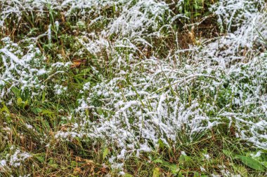 kar uzun boylu yeşil çim