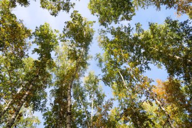 huş ağacı orman manzaralı gökyüzüne Sonbahar Doğa