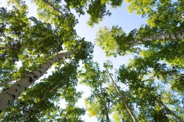 orman manzaralı aşağıdan gökyüzüne huş ağacı