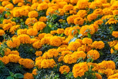 birçok marigolds küçük çiçekler