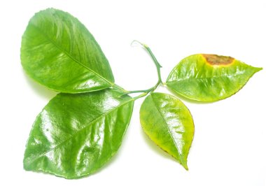 Beyaz arkaplanda yeşil yaprak