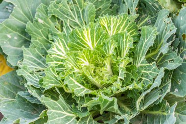 closeup süs lahana bitki