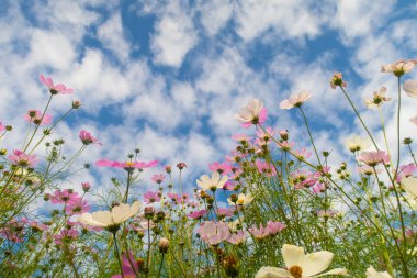 Cosmos çiçekler, görüntülemek aşağıdan gökyüzüne doğru