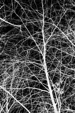 ağaç dalları siluet siyah arka plan üzerine beyaz