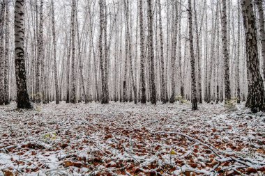 sonbahar manzara bir huş ormandaki ilk kar