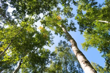 orman manzaralı aşağıdan gökyüzüne huş ağacı
