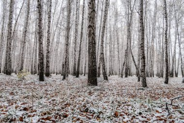 sonbahar manzara bir huş ormandaki ilk kar