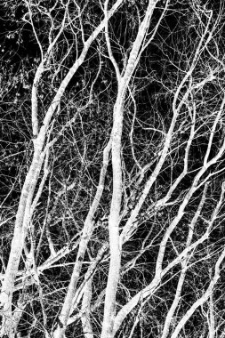 ağaç dalları siluet siyah arka plan üzerine beyaz