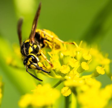 bir sarı bahar çiçek arıya
