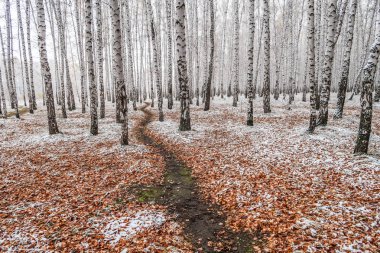 Kış ormanı boyunca yol