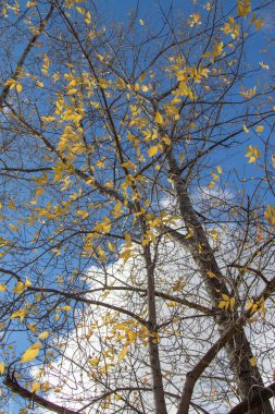 Doğa Sonbahar Ağaç ashberry parlak renkler