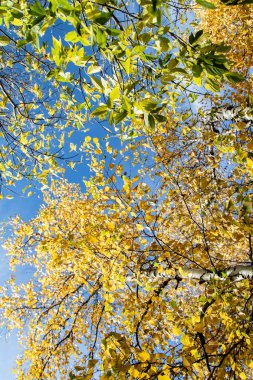 gökyüzü sonbahara ağaç görünümünün sarı yapraklar