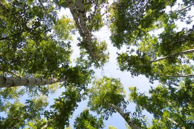 orman manzaralı aşağıdan gökyüzüne huş ağacı