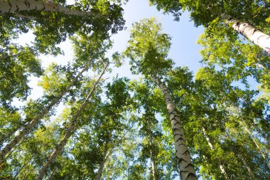 orman manzaralı aşağıdan gökyüzüne huş ağacı