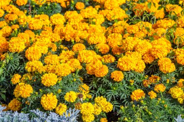 birçok marigolds küçük çiçekler