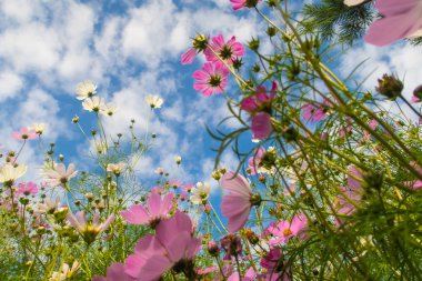 Cosmos çiçekler, görüntülemek aşağıdan gökyüzüne doğru