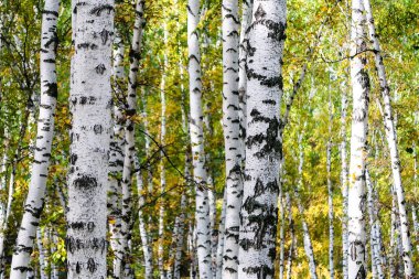 Sarı huş ağacı orman, geç sonbahar doğa manzara