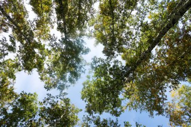 huş ağacı orman manzaralı gökyüzüne Sonbahar Doğa