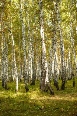 Sarı huş ağacı orman, geç sonbahar doğa manzara