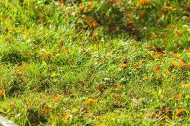 yeşil çim arka plan odak merkezi