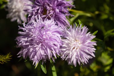parlak sonbahar çiçek doğa manzara