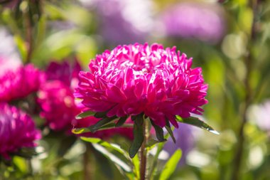 parlak sonbahar çiçek doğa manzara