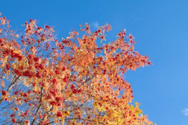 Doğa Sonbahar Ağaç ashberry parlak renkler