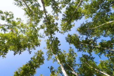 orman manzaralı aşağıdan gökyüzüne huş ağacı