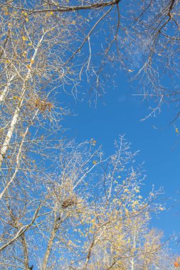 Sonbahar ağaç dalları göğe görüntüle