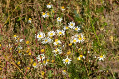 papatya çiçeği peyzaj alanı