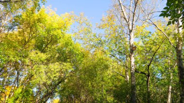 ağaç görünümünü aşağıdan gökyüzüne sonbahar manzara bırakır