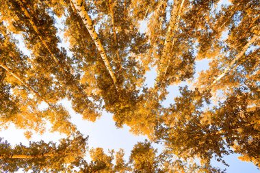gökyüzü sonbahar arka planı sarı huş ağacı yaprakları