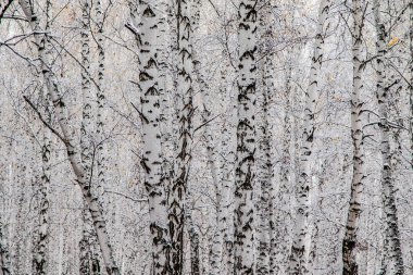 İlk kar huş ağacı orman manzara kış