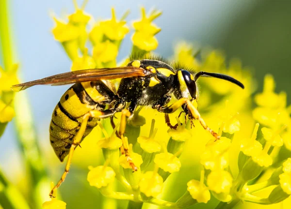Méhecske Sárga Tavaszi Virág — Stock Fotó