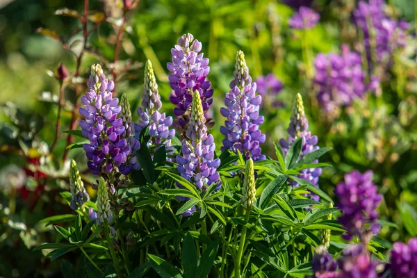 Las Flores Lupinus Son Brillantes Con Naturaleza Follaje Verde — Foto de Stock