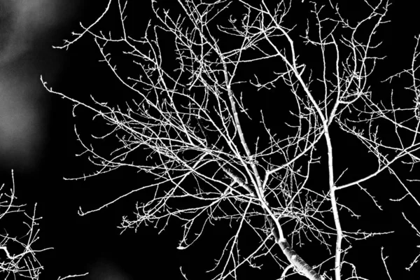 tree branches white silhouette on black background