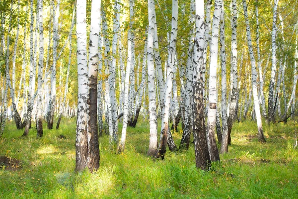 Żółty Brzoza Lasu Koniec Jesień Natura Krajobraz — Zdjęcie stockowe