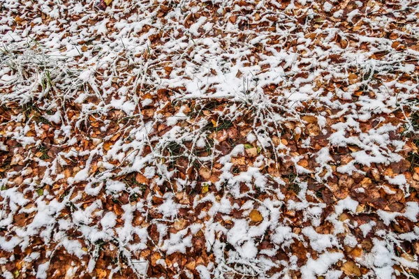 Sonbahar Karda Çimen Bırakır — Stok fotoğraf