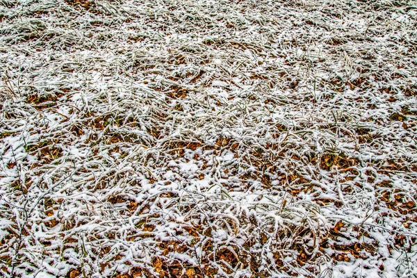 Jesień Liście Trawy Śniegu — Zdjęcie stockowe