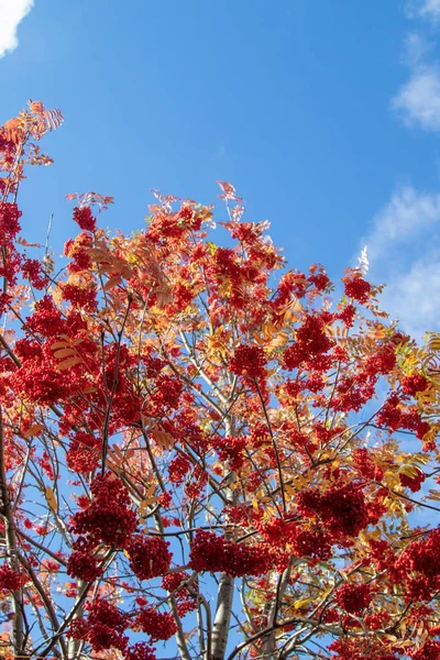 นไม ใบไม Ashberry สดใสของธรรมชาต — ภาพถ่ายสต็อก