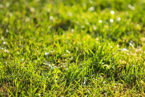 Grama Verde Desfocado Fundo Bokeh — Fotografia de Stock