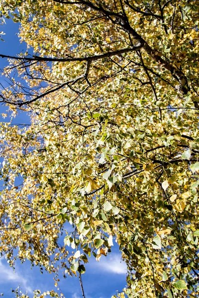 Gele Bladeren Van Bomen Weergave Naar Hemel Herfst — Stockfoto