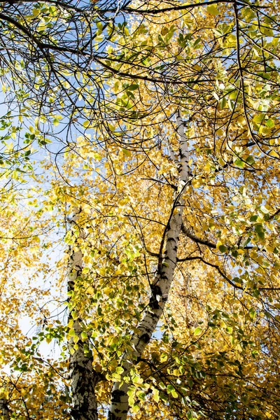 Gele Bladeren Van Bomen Weergave Naar Hemel Herfst — Stockfoto