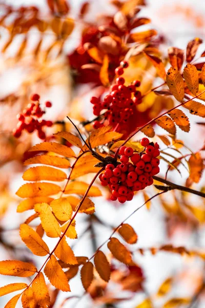 Autumn Tree Ashberry Bright Colors Nature — Stock Photo, Image