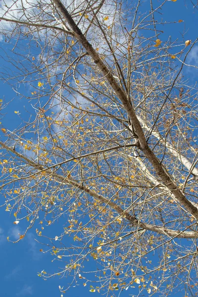 Arbre Automne Branches Vue Vers Ciel — Photo