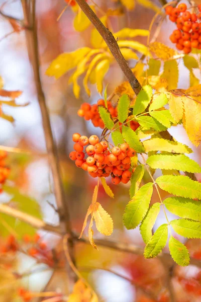 Яркие Цвета Осеннего Дерева — стоковое фото