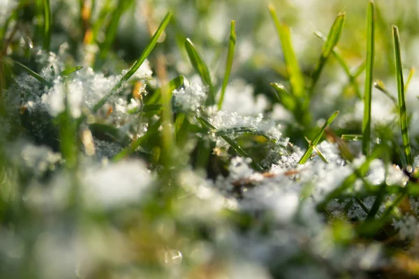 绿草雪模糊的背景博凯 — 图库照片